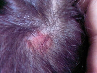 Kafada Çıkan Yaralar? Kafada Çıkan Yaralar?